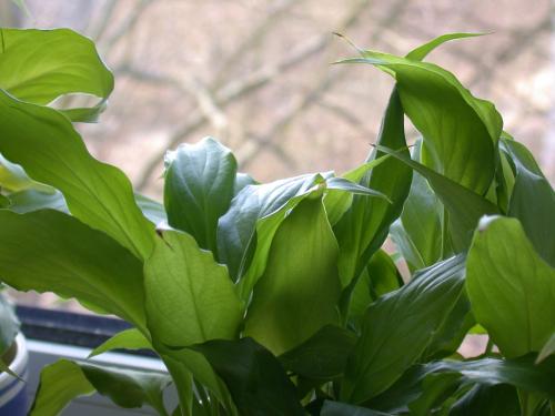 Bl�tter